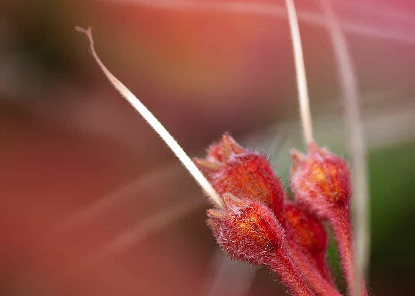 Red and green kangaroo paw flowers