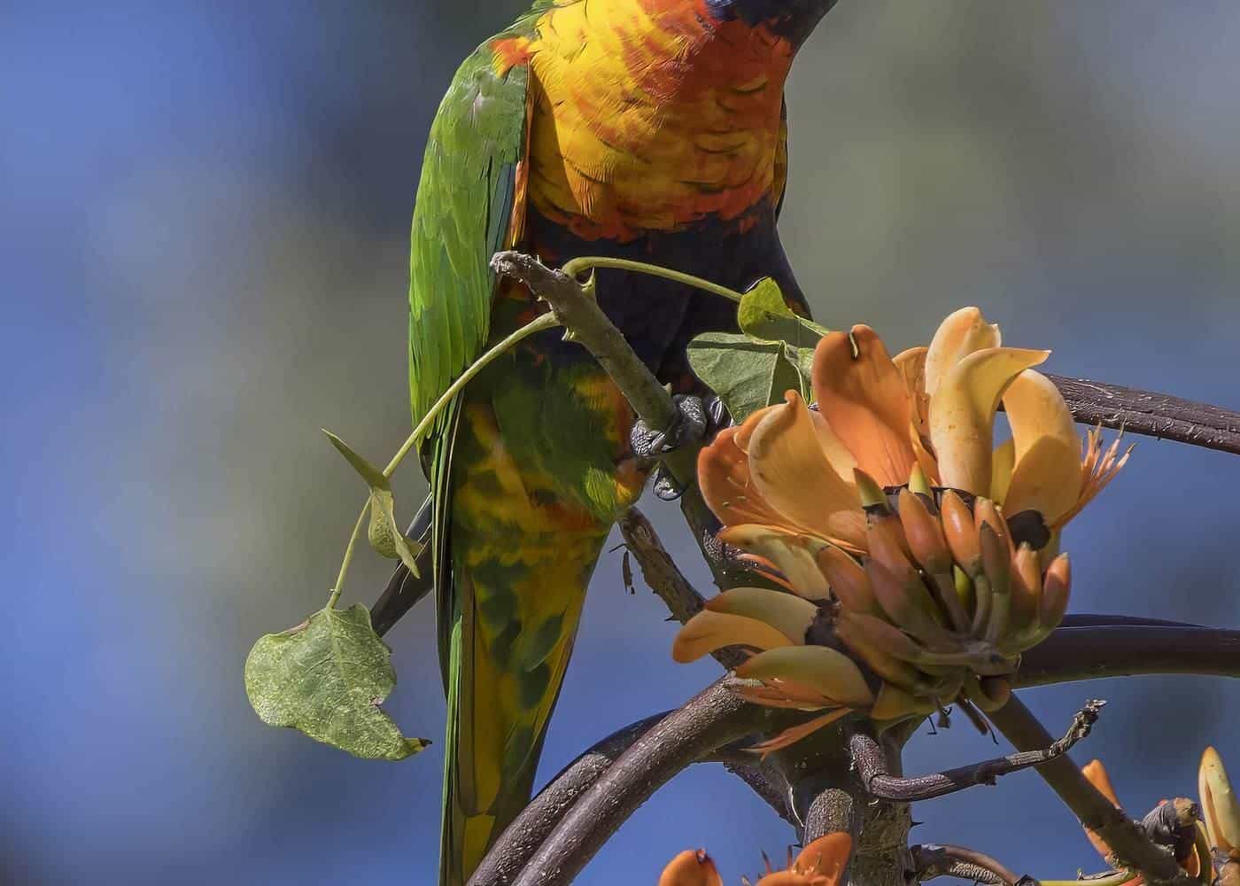 A rainbow lorikeet perched on a branch