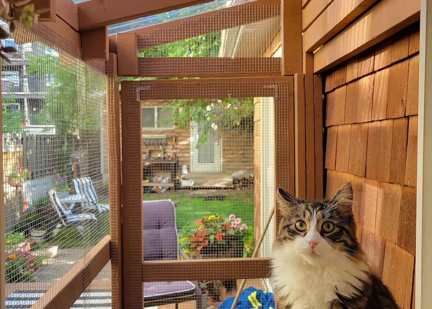 A cat sitting in an outdoor cat enclosure, or catio