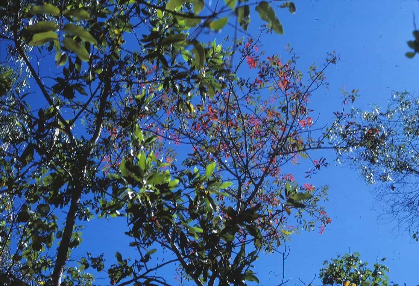Looking up into the dense canopy of the Daintree rainforest