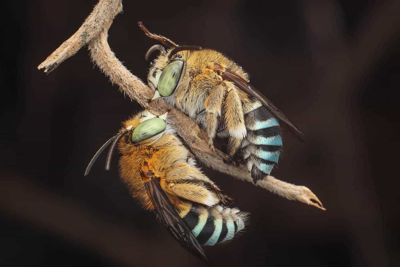A blue-banded bee hovering near a flower