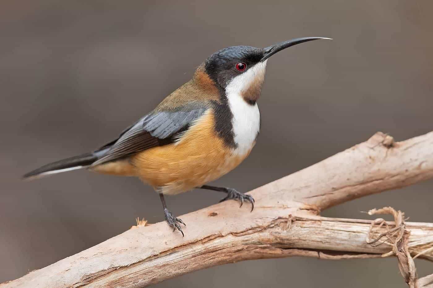 An eastern spinebill feeding at a flower