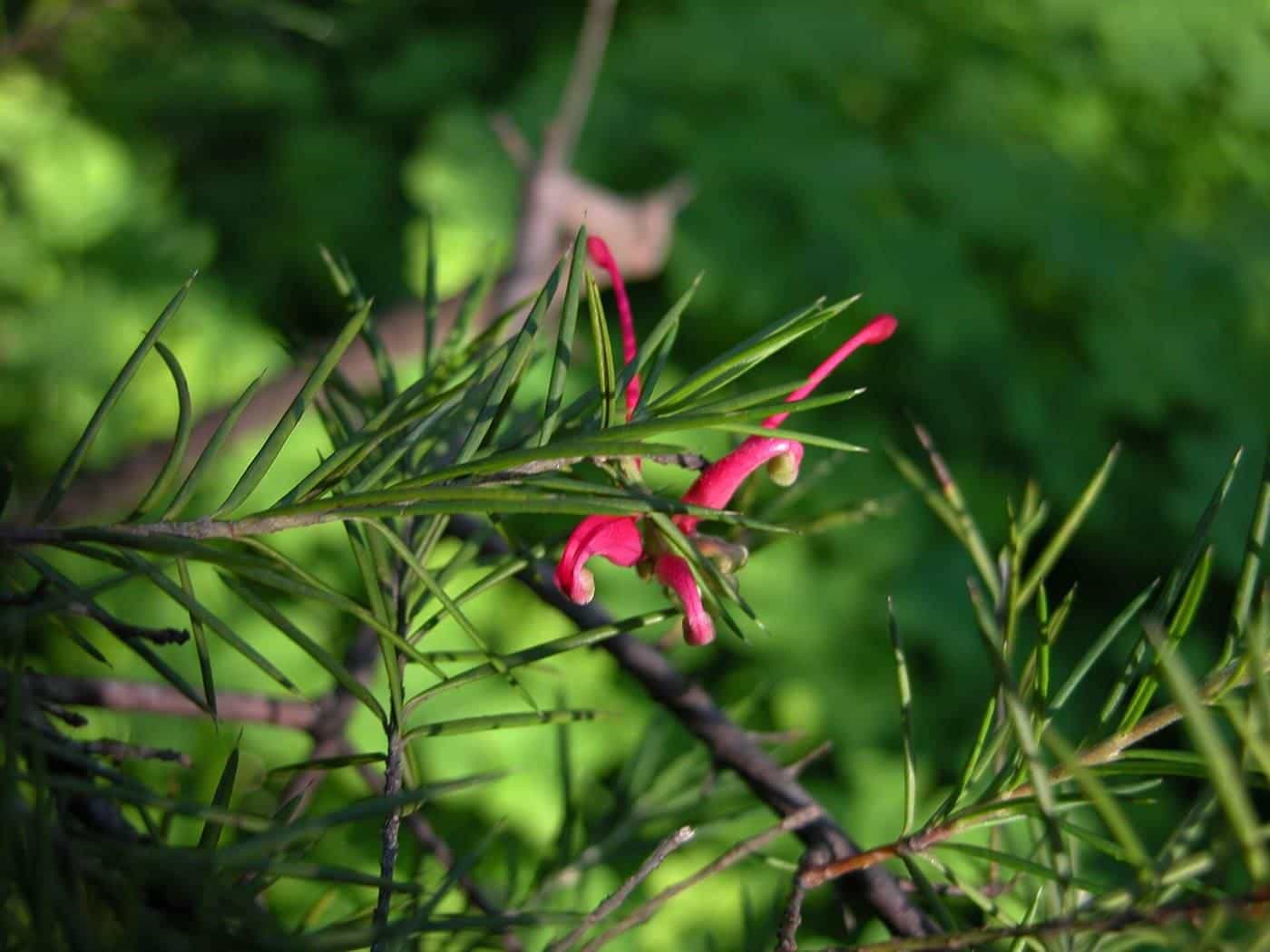 A red grevillea flower in close-up