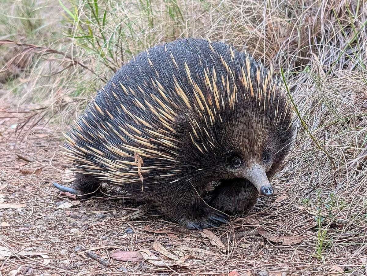 A short-beaked echidna walking through dry grass