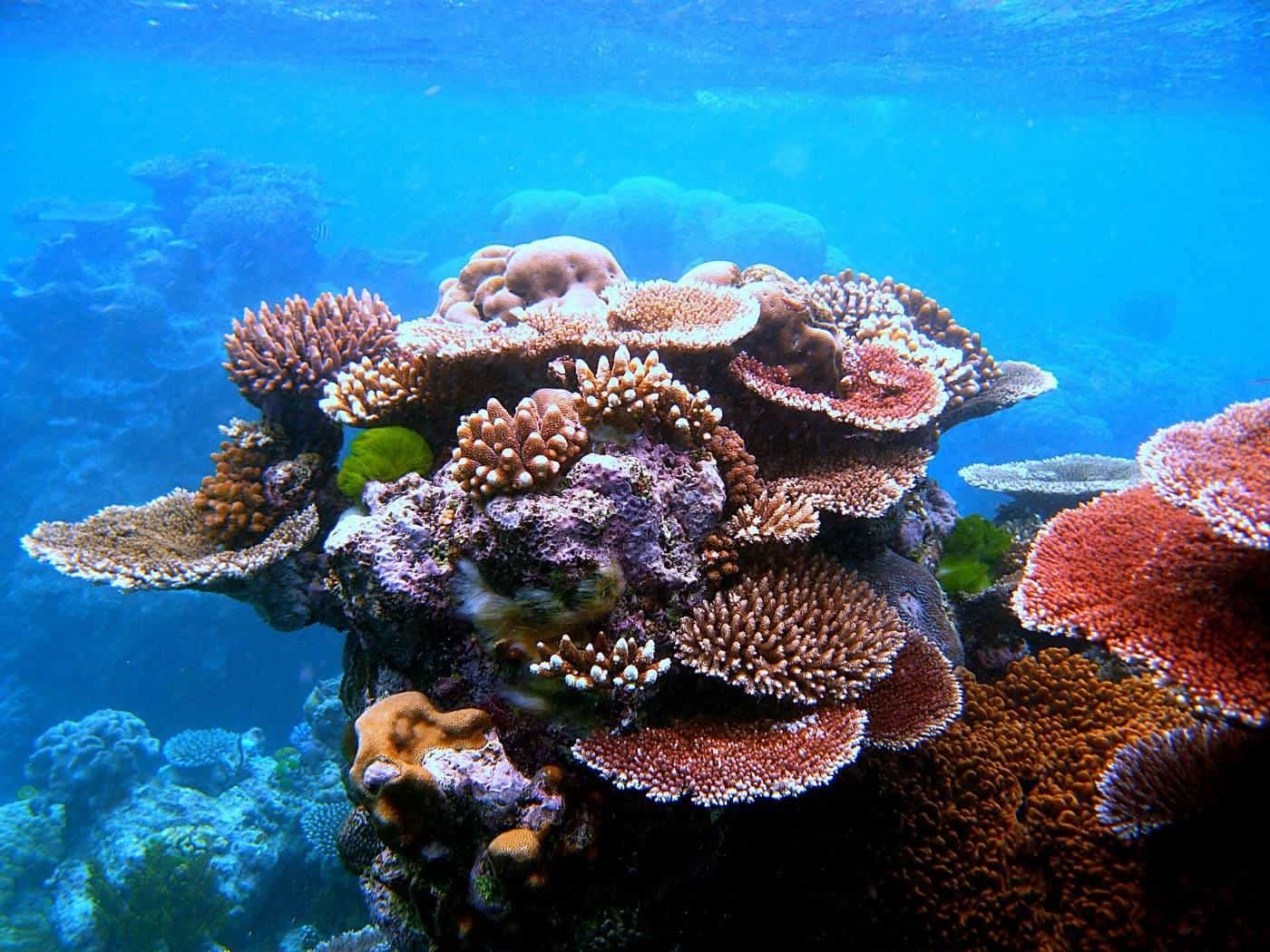 Colourful coral and fish on a reef