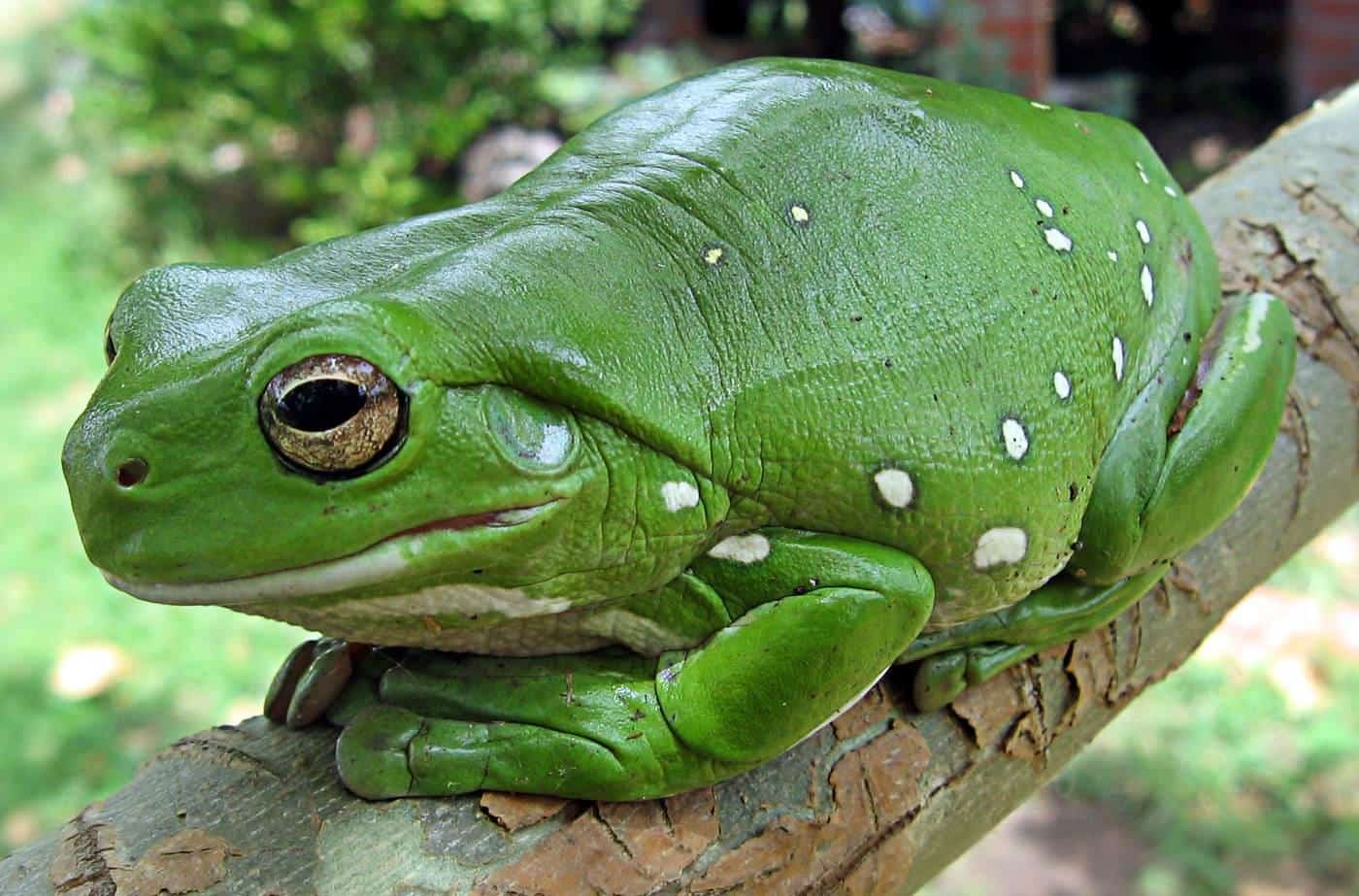 A green tree frog resting on a leaf