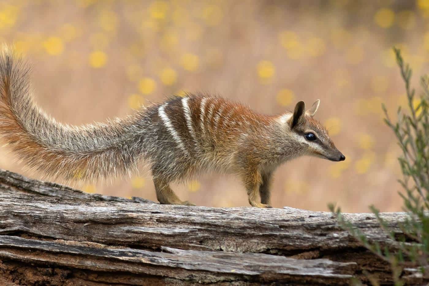 A numbat on a fallen log in open woodland