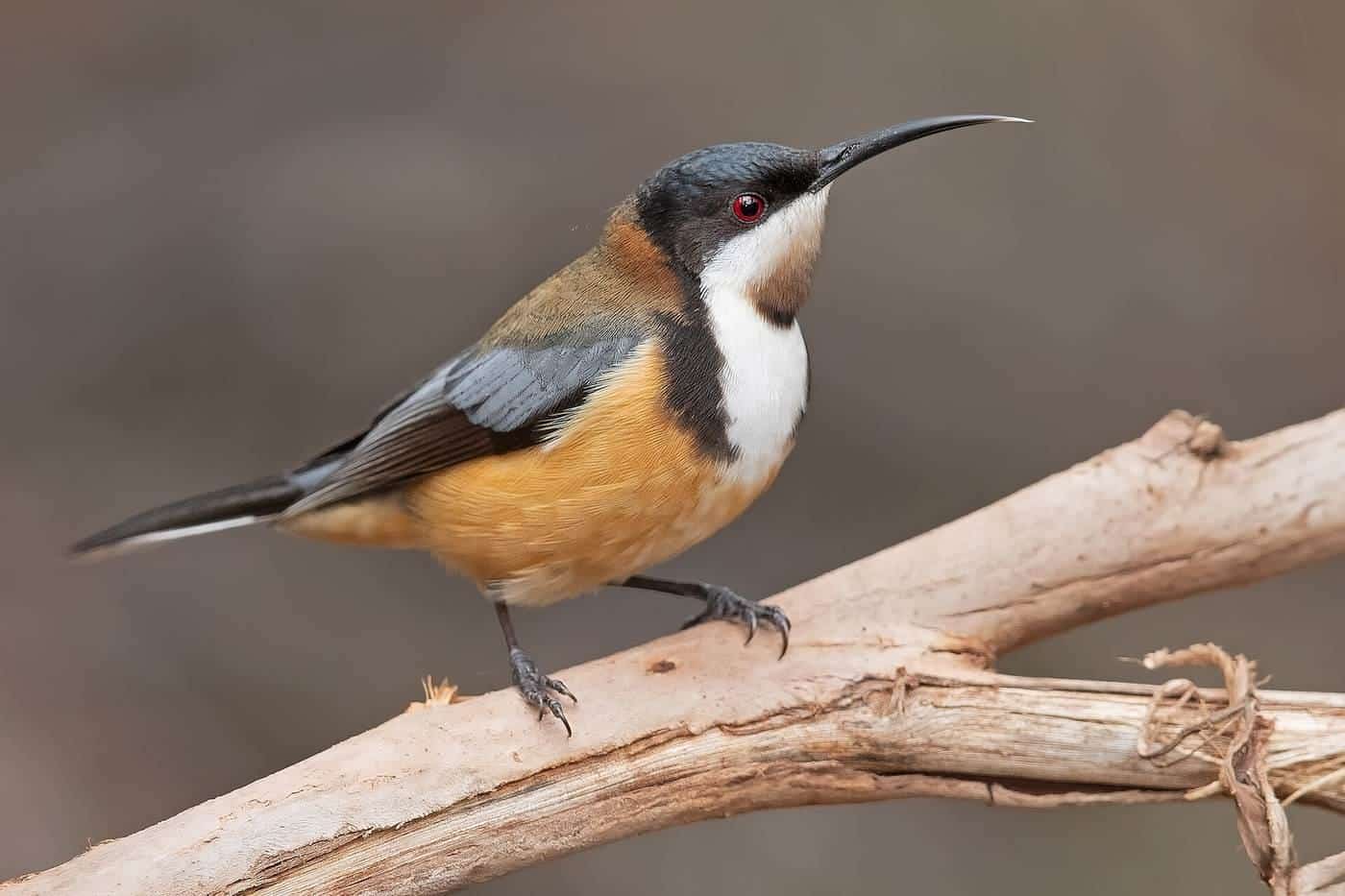 An eastern spinebill feeding at a flower