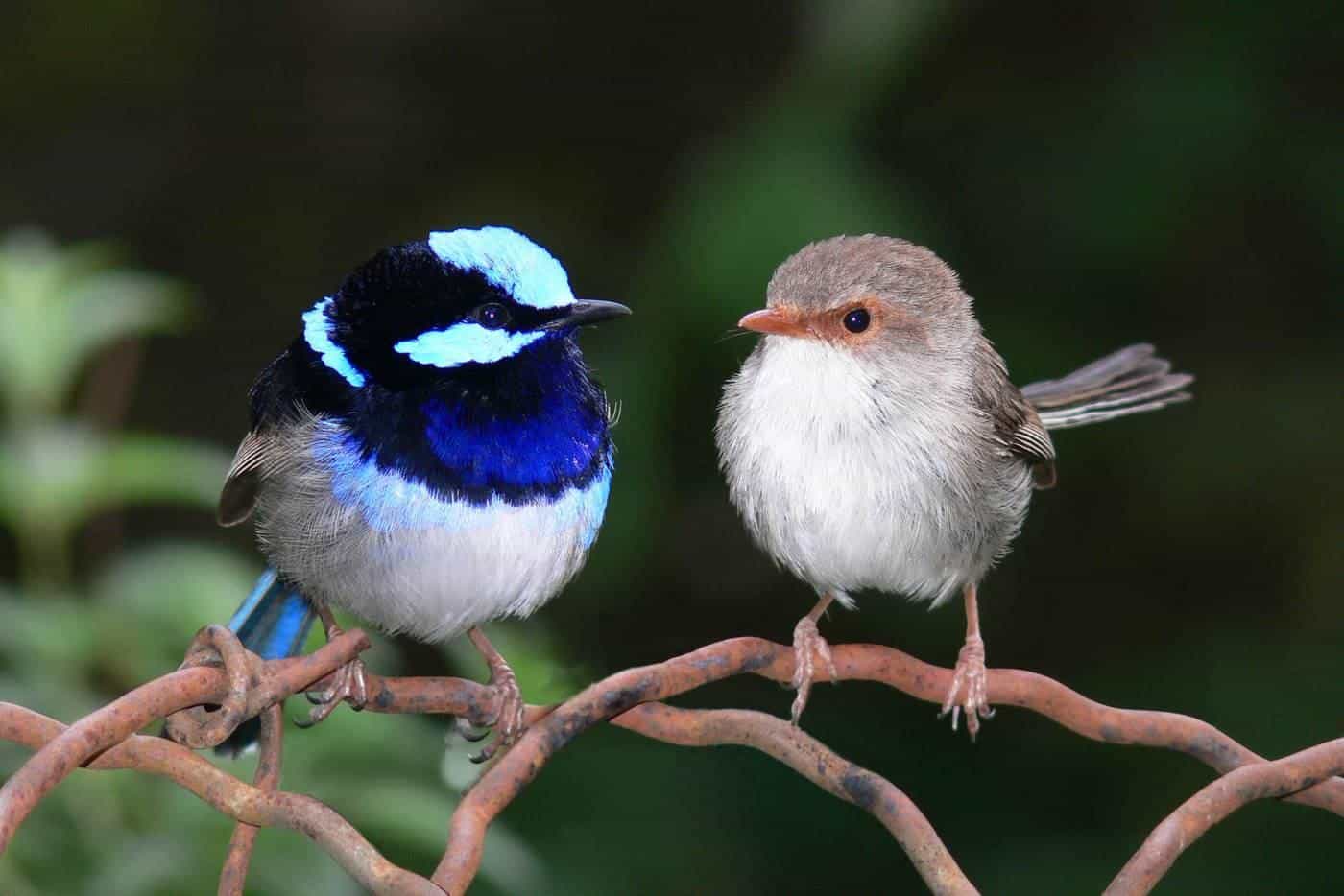 Superb fairywrens perched on a branch