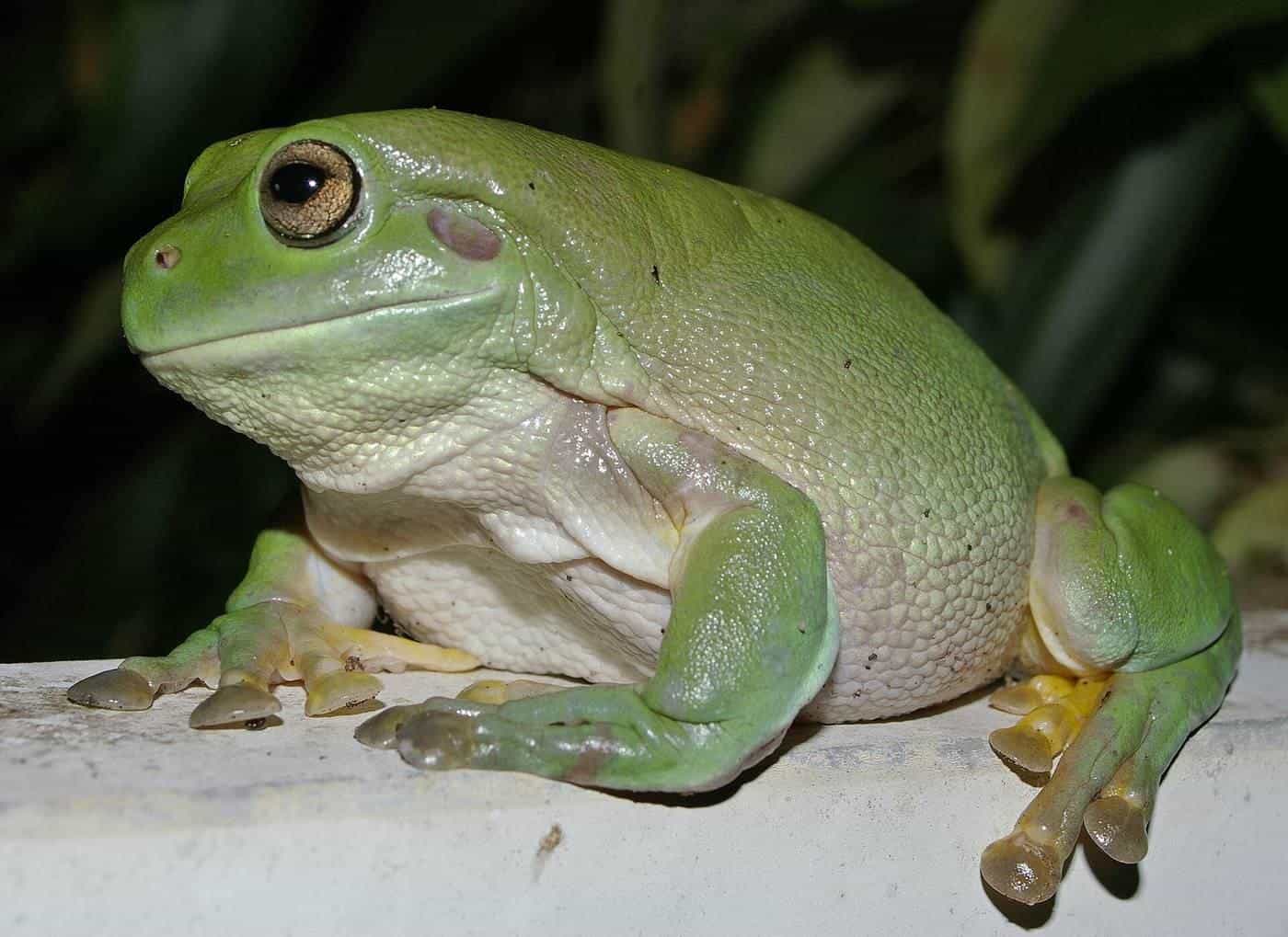 A green tree frog sitting on a ledge at night