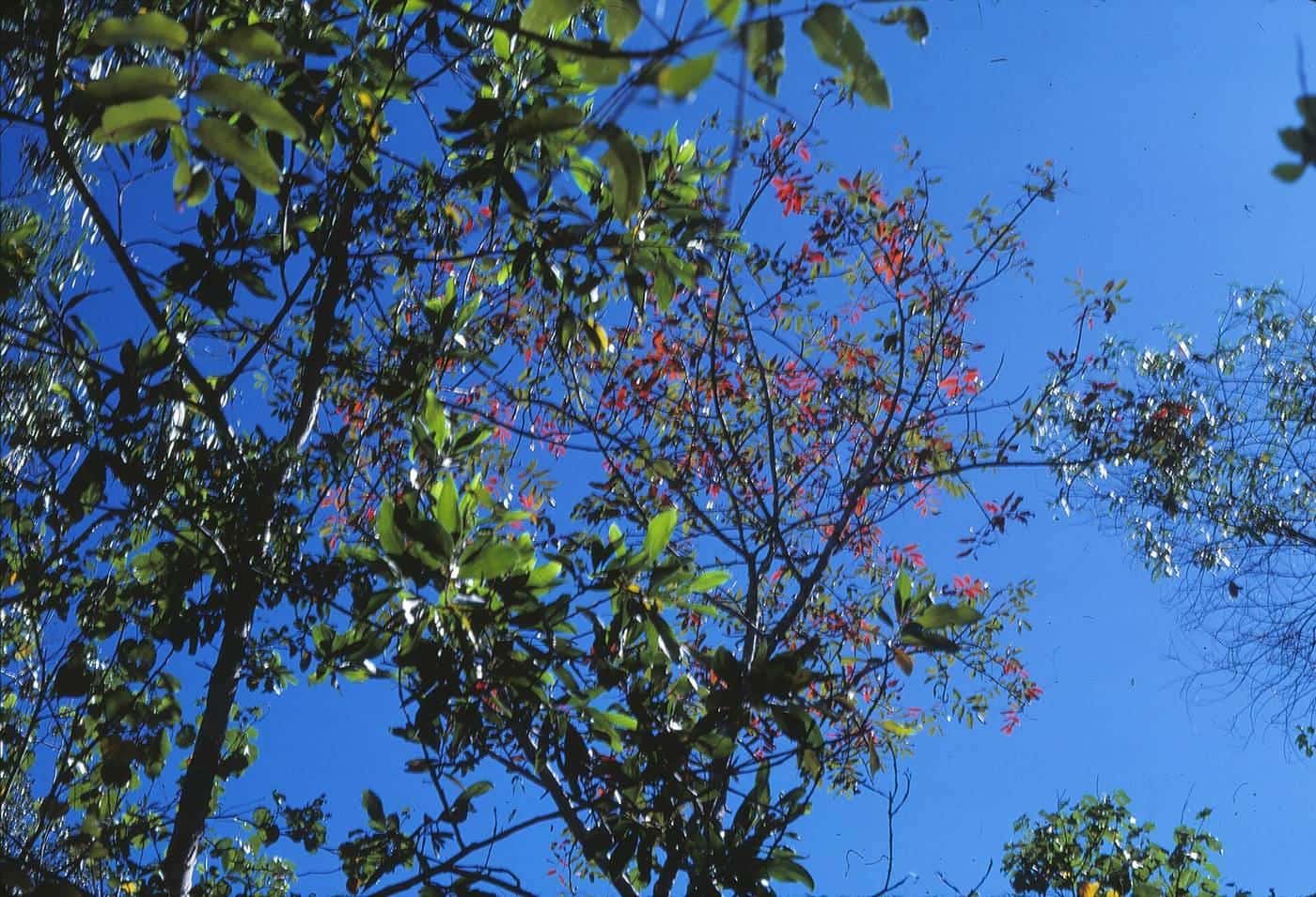Looking up into the dense canopy of the Daintree rainforest