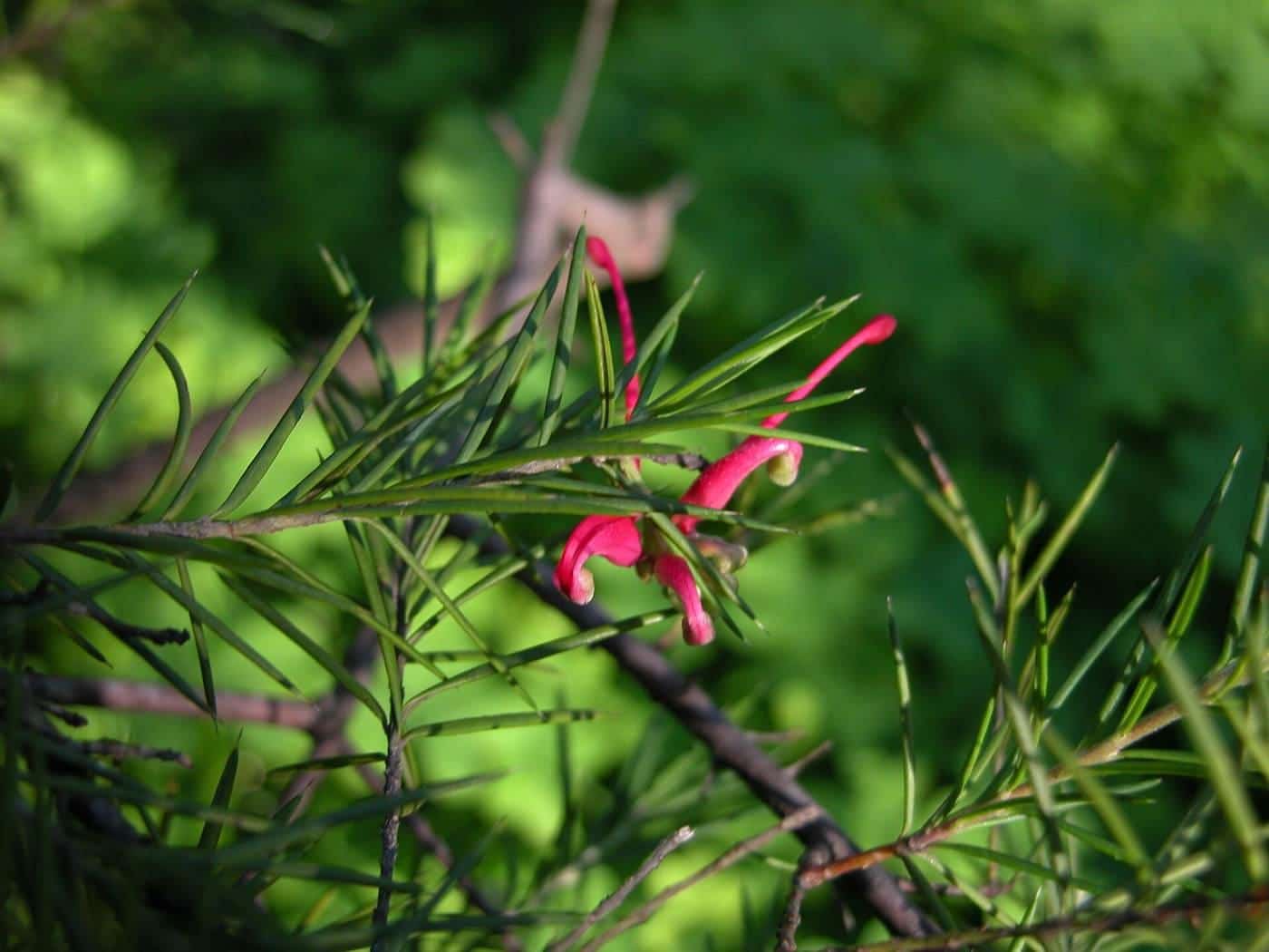 A red grevillea flower in close-up